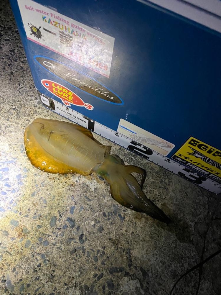 エギ回収のつもりがアオリ連発！！