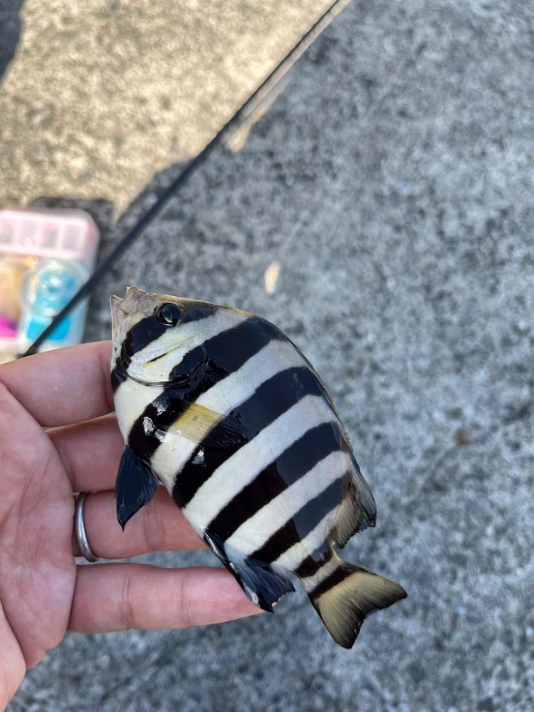 小浜秋の五目釣り