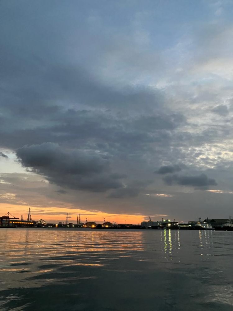 やっと、やっと来たシーバス