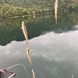 ワカサギ検体採取