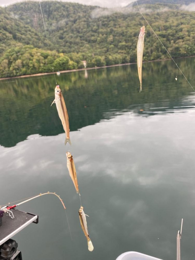 ワカサギ検体採取