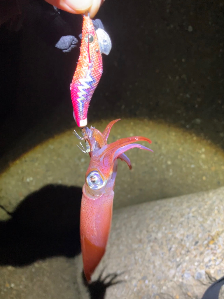 ケンサキ12日目^o^