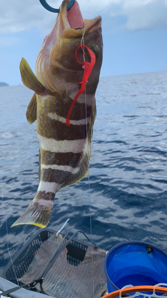 久しぶりのビッグアコウGET！！