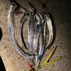 今シーズン初タチウオ