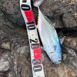 尾鷲根魚&ライトショア