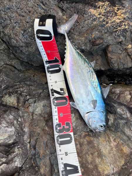 尾鷲根魚&ライトショア