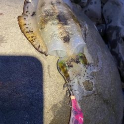 え？今年はアオリイカの当たり年？