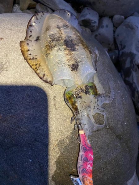 え？今年はアオリイカの当たり年？