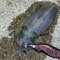 姫路離島のナイトエギング