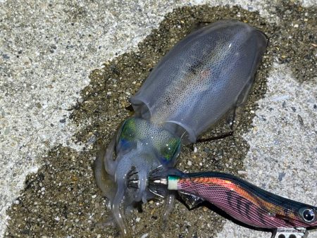 姫路離島のナイトエギング