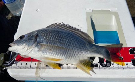 ちょい投げシロギスタのガッシーチャレンジ