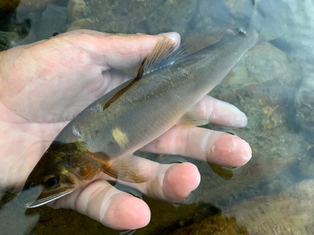 鮎釣り