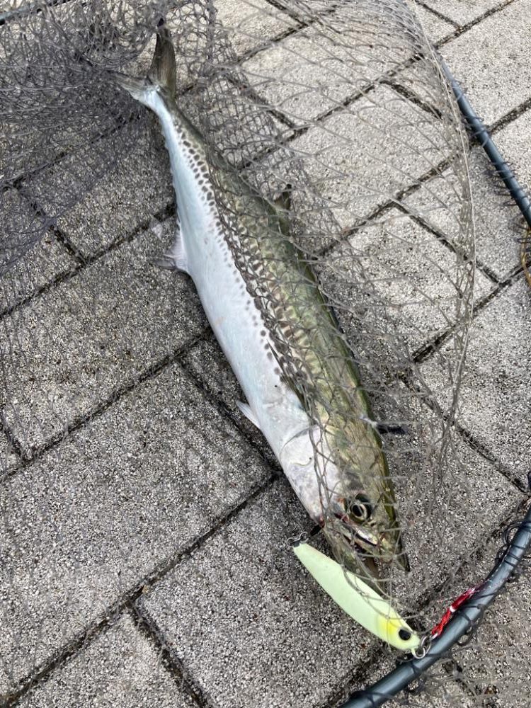 今日も湾奥コスモへ青牙ハットトリック🎶