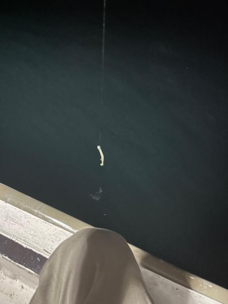 夕方からの釣り