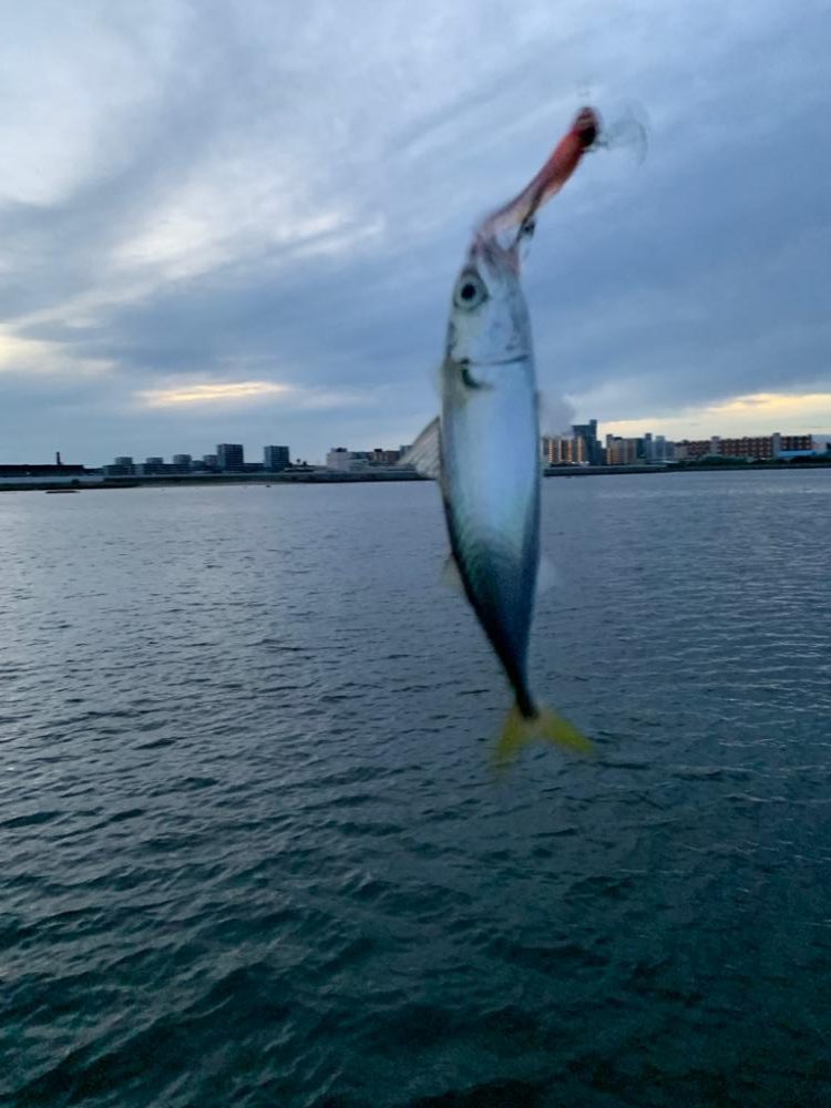 朝マヅメ釣行
