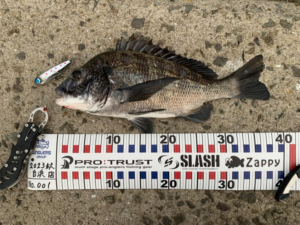 姫路の青物シーズン開幕