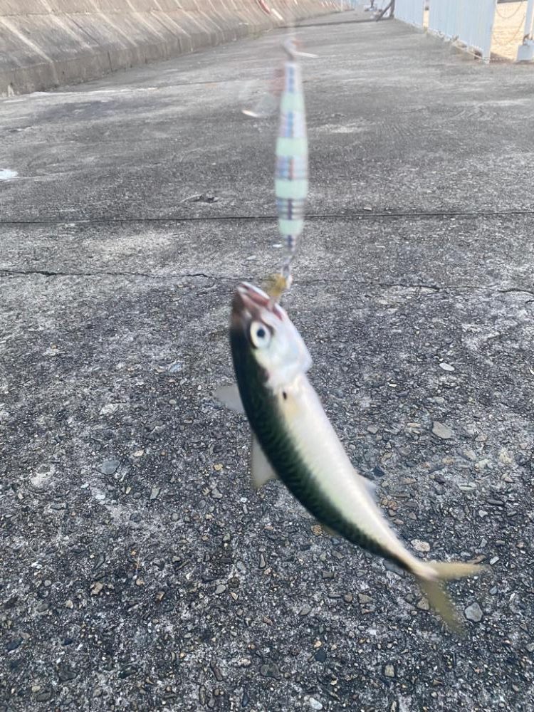 シマウマ坊主初出勤　坊主の巣窟　坊主ジグ