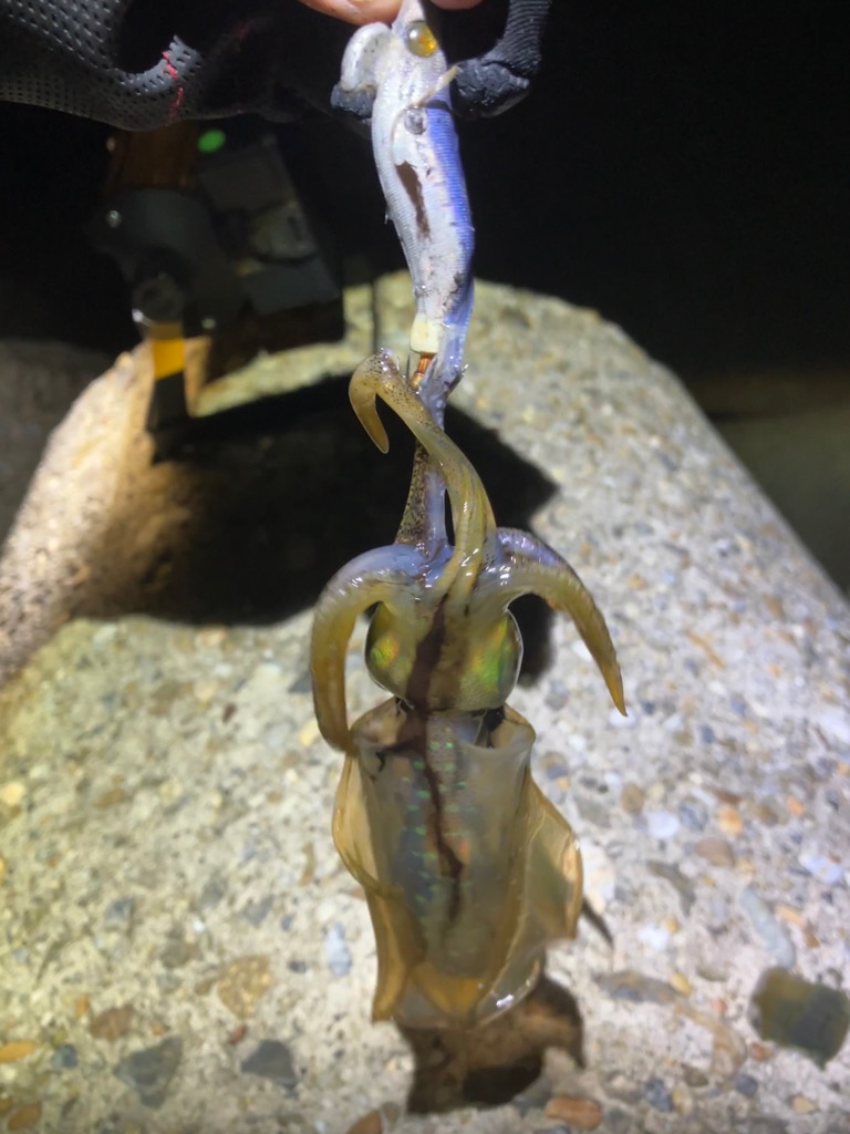 ケンサキ時々アオリ(^。^)