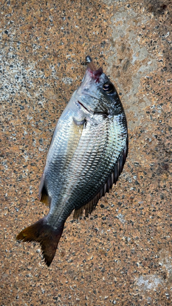 アズーロアンバサダーのお仕事