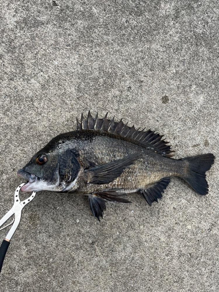 朝マヅメ　イワシの群れあり
