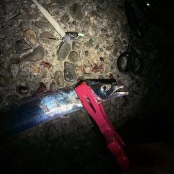 タチウオandカサゴ