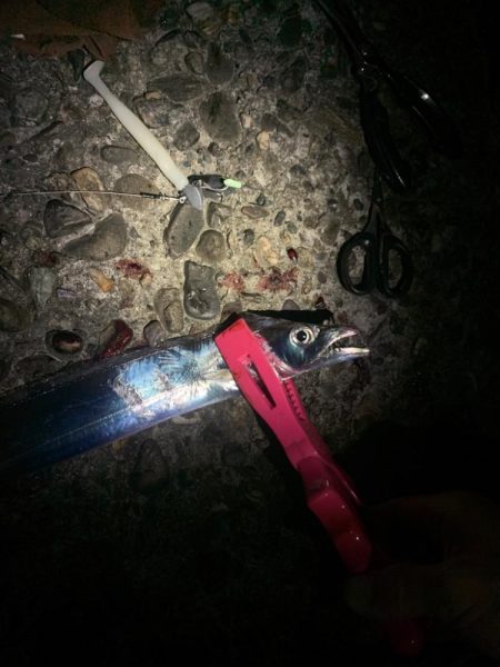 タチウオandカサゴ