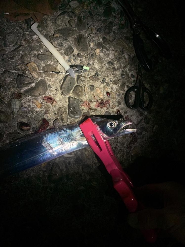 タチウオandカサゴ