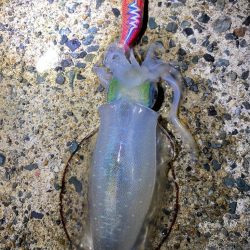 アオリ成長遅い？