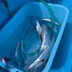 大阪湾タチウオメーター越え