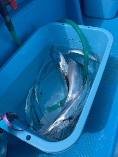 大阪湾タチウオメーター越え