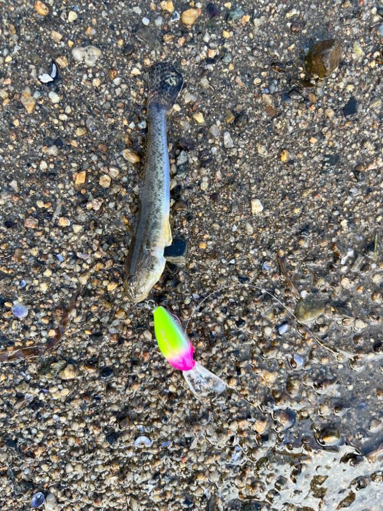 やっぱりハゼクラ！