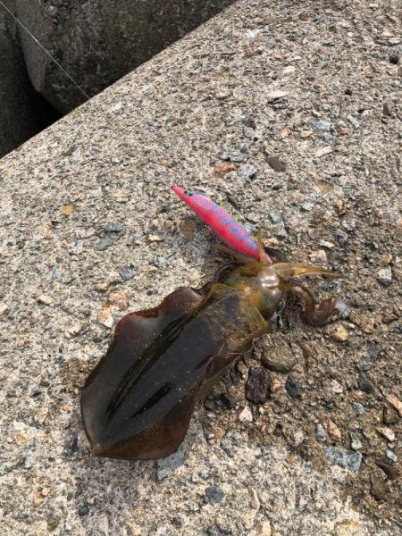 アオリイカです♪