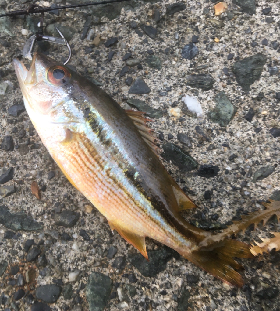 黄色のタテジマ