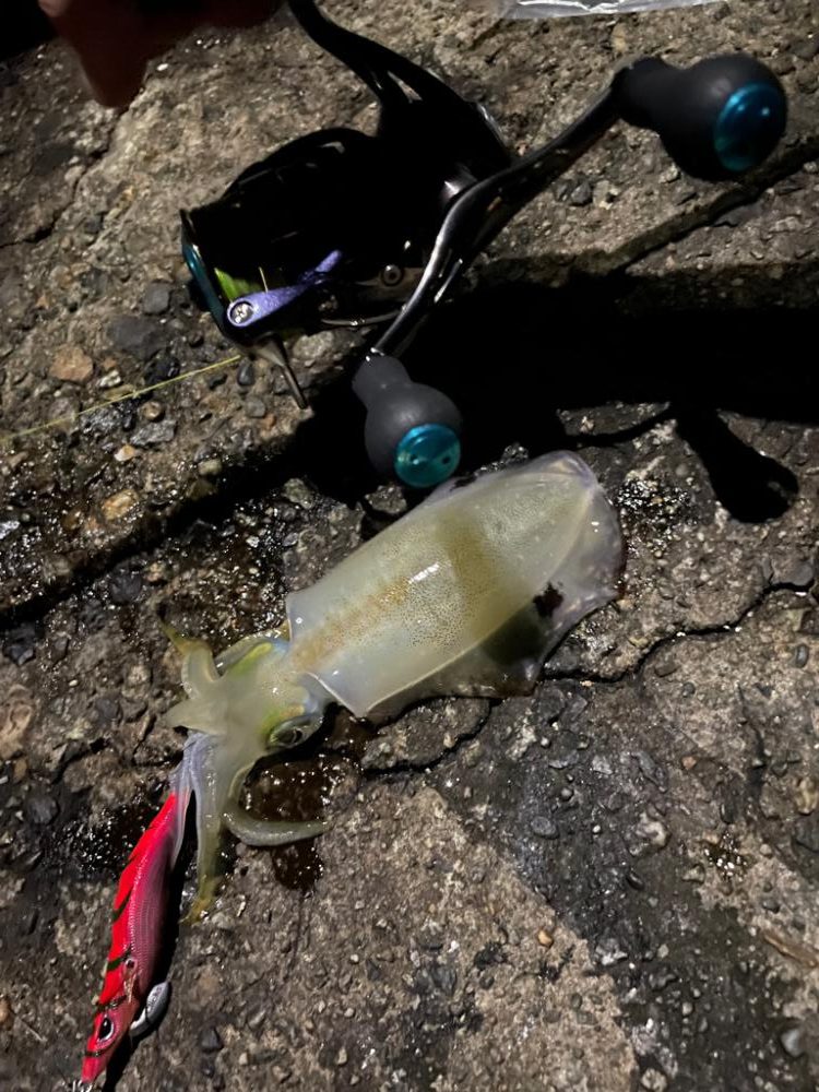 いつもの場所でエギング