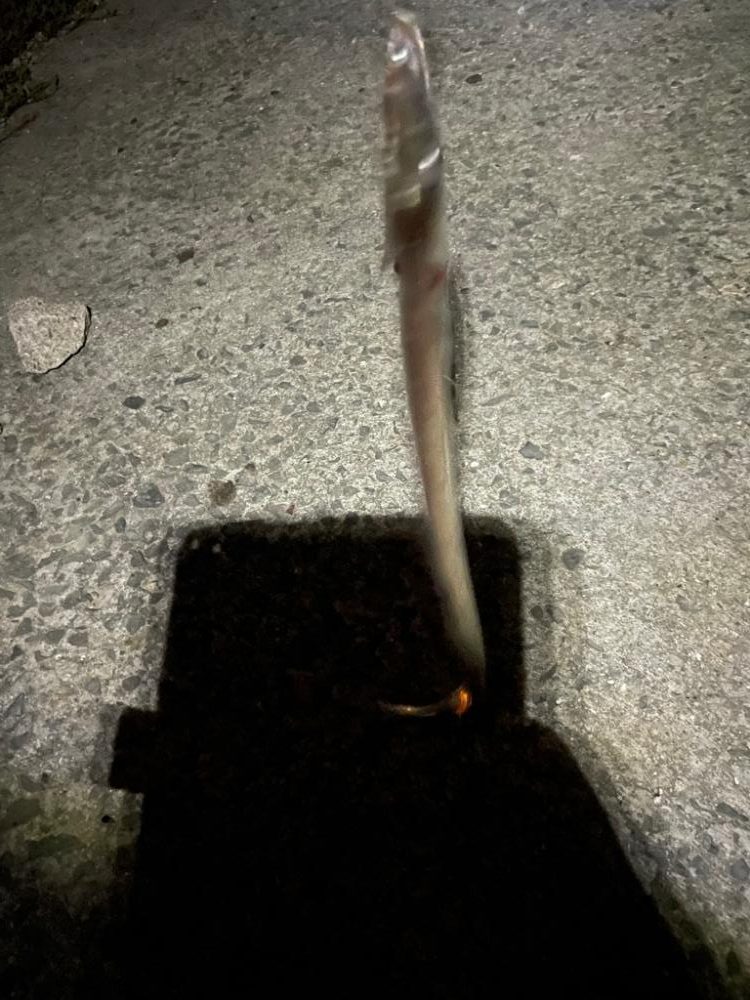 今シーズン太刀魚釣行#2