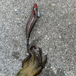 朝マズメイサキシルバー好調