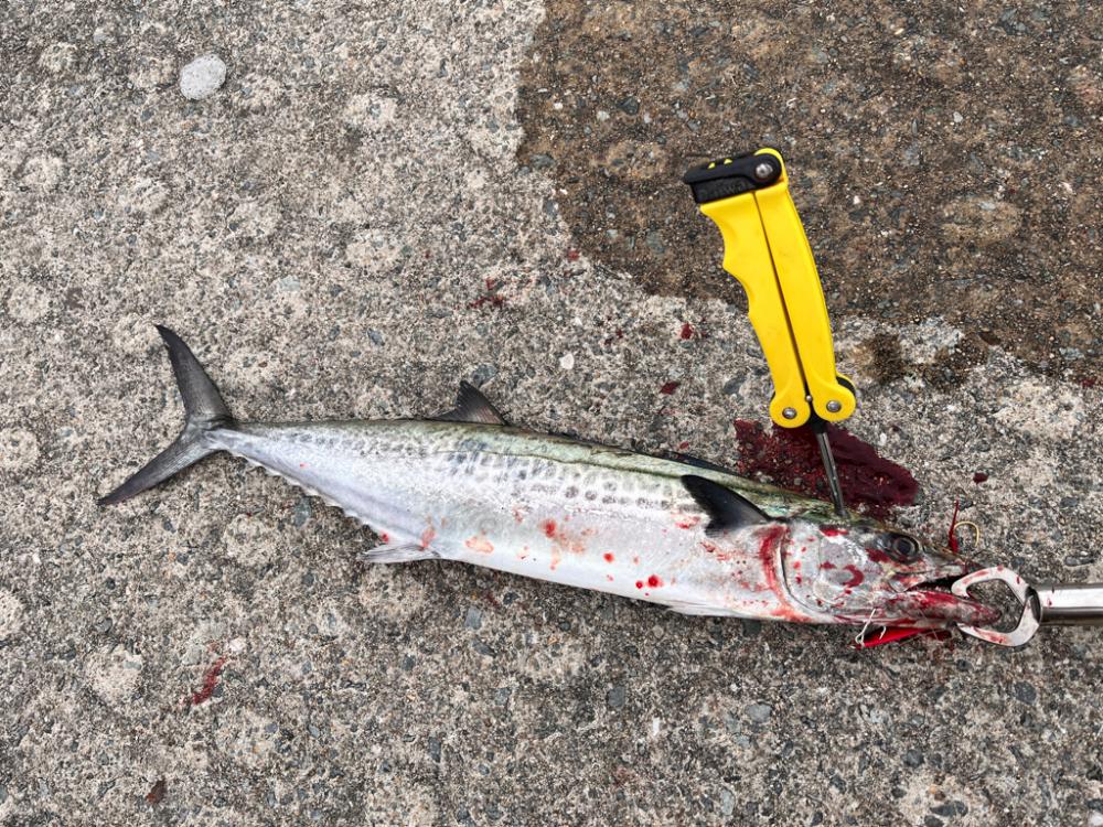 マズメでなくても