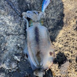 2023 佐渡ヶ島エギング 6回目【9月9…