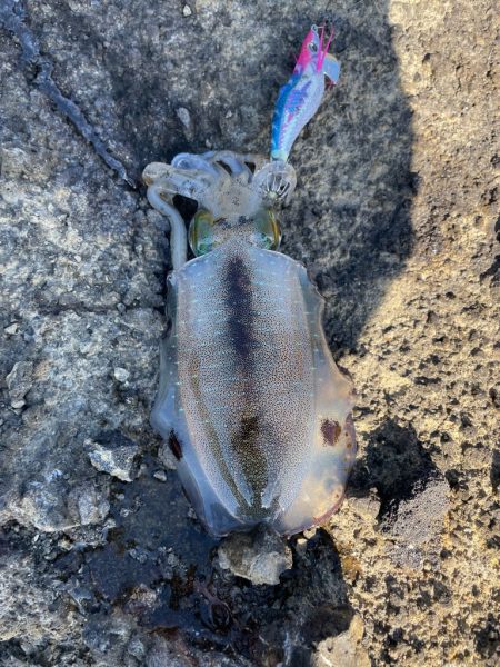 2023 佐渡ヶ島エギング 6回目【9月9…