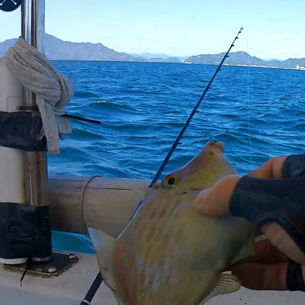 意外と釣れた船カワハギ!