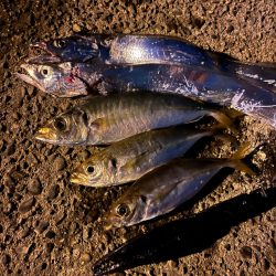 アジングで太刀魚