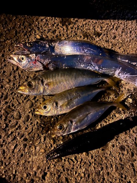アジングで太刀魚