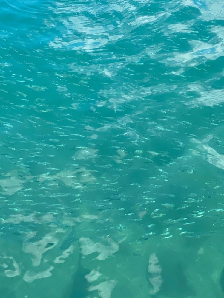 新子調査のはずが、、、