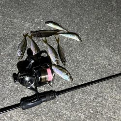 久しぶりの豆アジング