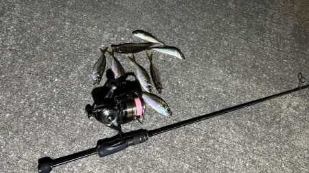 久しぶりの豆アジング