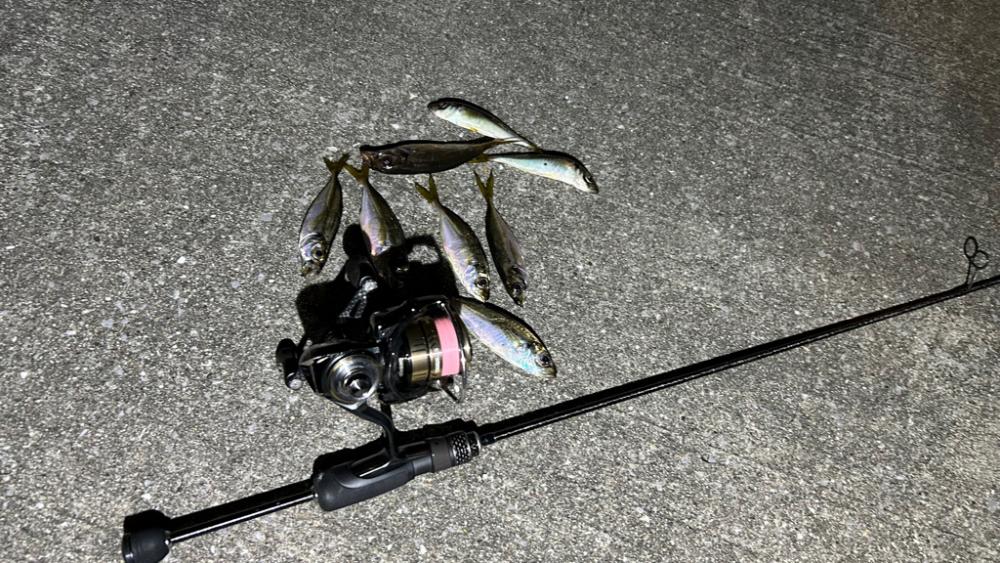 久しぶりの豆アジング