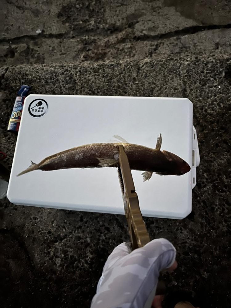 タチウオリベンジ