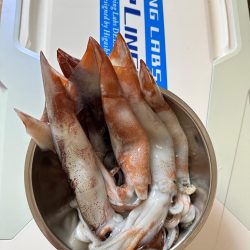 白いか釣行