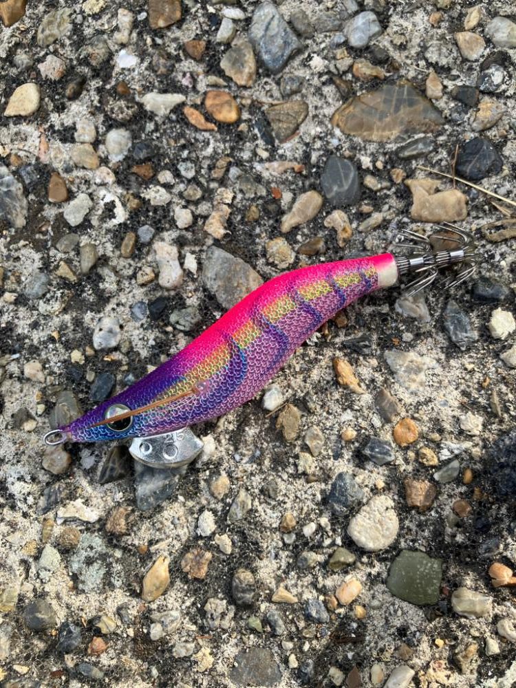 出勤前エギング(^｡^)