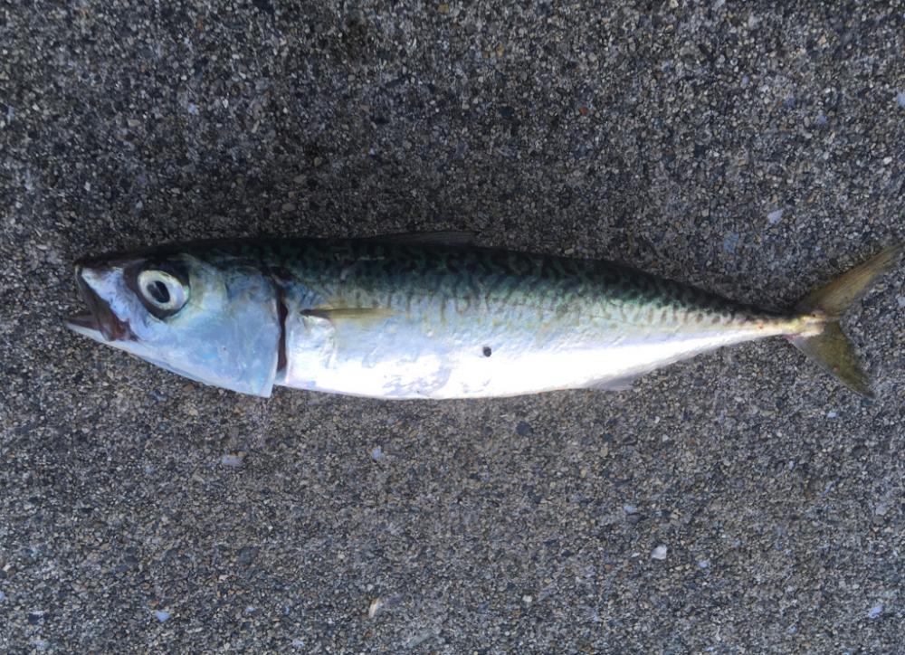 チヌのちサヨリ